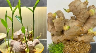 Cách trồng gừng nhanh nảy mầm, ra nhiều củ