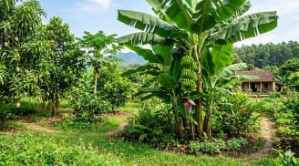 Trồng chuối cảnh hay chuối ăn quả trước nhà? Đừng chọn theo cảm tính