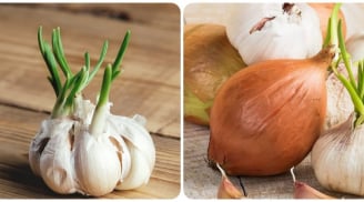 Tỏi mọc mầm có ăn được không?
