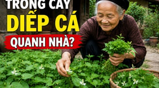 Vì sao người xưa rất thích trồng cây diếp cá quanh nhà?