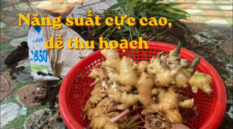 Cách trồng gừng trong bao tải, củ nhiều, thu hoạch dễ