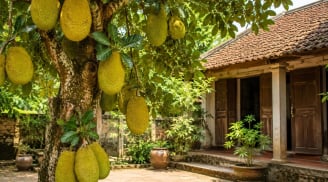 Có nên trồng cây mít trước nhà?