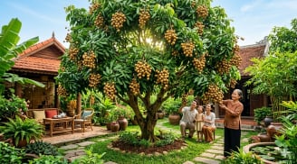 Trồng xoài hay nhãn trong sân nhà? Loại nào vừa cho bóng mát vừa dễ thu hoạch?