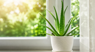  Vì sao nhiều gia đình đặt cây nha đam ở cửa sổ?