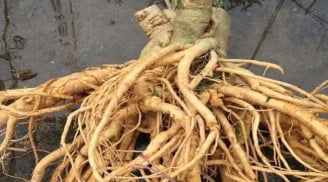 Củ đinh lăng có phải càng lâu năm càng tốt? Mẹo chọn củ đinh lăng chuẩn, tránh mua nhầm