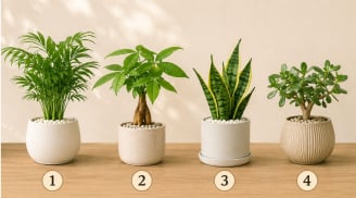 Quiz: Chậu cây bạn thích nhất có thể phản ánh xu hướng vận trình tuần tới sẽ lên hay xuống