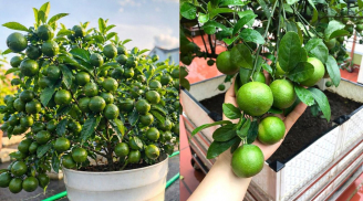 Cách trồng chanh trong chậu, quả sai trĩu trịt, thu hoạch quanh năm