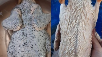 Cách nhổ sạch lông măng, khử mùi hôi của vịt