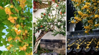 3 cây cảnh được ví như “báu vật” trước hiên nhà: Trấn trạch, giữ của, con cháu nhiều đời giàu có