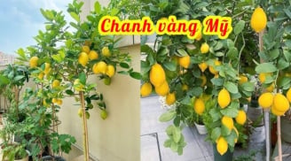 Cách trồng cây chanh vàng sai trĩu quả cực đơn giản