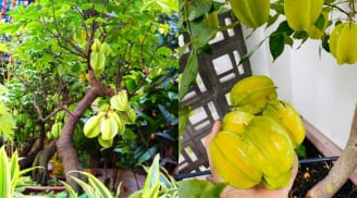 Cách trồng khế trong chậu nhanh có quả, quả sai trĩu cành