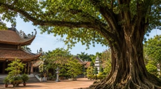  Người xưa dặn: Nghèo mấy cũng đừng chặt 3 loại cây này, cho tiền cũng không nên đụng tới, kẻo hao phúc lộc