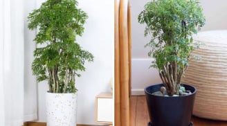 Tại sao nên trồng cây đinh lăng trong nhà?