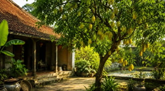 Vì sao người xưa thích trồng cây khế trong sân vườn nhà?