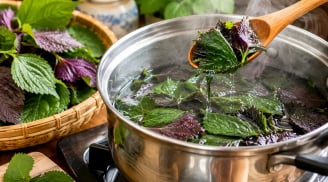 Lá tía tô đừng nấu quá lâu: Đâu mới là “khoảng thời gian vàng” để giữ dưỡng chất?