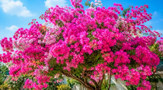 Loại nước hay bị bỏ đi này lại giúp cây hoa giấy sum suê hoa, làm ngay kẻo phí