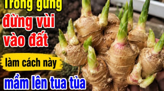 Trồng gừng đừng vùi vào đất, làm cách này mầm lên tua tủa