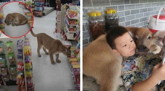 Chú nghé bị bỏ rơi và sư tử “phê cỏ mèo” gây xôn xao cộng đồng mạng