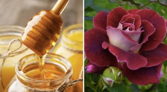 Công thức mặt nạ từ bột cánh hoa hồng giúp làn da mềm mại, rạng rỡ hơn