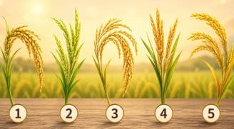 Chọn 1 bông lúa bạn thấy ấn tượng nhất: Vận mệnh của bạn đang tiến lên, chững lại hay sắp có bước ngoặt?