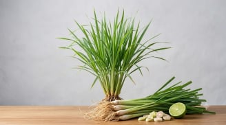 4 loại cây 'khắc tinh' của rắn: Trồng ngay quanh nhà để bảo vệ gia đình an toàn!