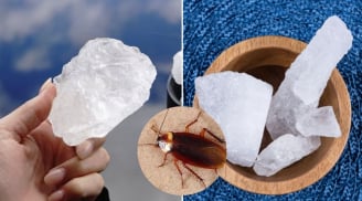 Nguyên liệu đuổi gián giá rẻ, hiệu quả cực tốt, nhiều người chưa biết