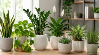 Những cây cảnh nên chọn cho góc làm việc dễ chịu hơn