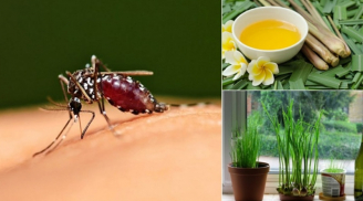 Cách đuổi muỗi không cần hóa chất: Đơn giản, an toàn mà hiệu quả