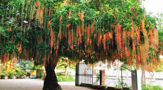 Tại sao không nên trồng cây lộc vừng trước cửa?
