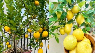 Cách trồng chanh vàng sai trĩu quả, thu hoạch quanh năm