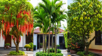 Người xưa nói '3 cây trước nhà quý như vàng như bạc': Đó là những cây nào mà ai cũng muốn trồng?