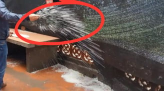 Tại sao bạn nên rắc một nắm muối quanh nhà khi trời mưa?