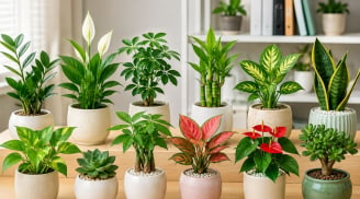 12 con giáp hợp đặt cây gì trên bàn làm việc? Chọn đúng cây phong thủy để hút tài lộc, tăng may mắn