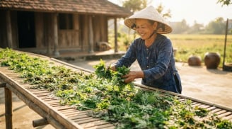 Phơi khô lá này, muỗi cả đàn cũng bay biến hết, tha hồ ngủ ngon giấc