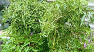 Cây đinh lăng: Phát hiện mới về tác dụng 'bổ như sâm', ngăn ngừa loãng xương