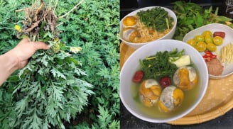 Sử dụng ngải cứu trị đau đầu