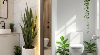 Vì sao nên đặt một chậu cây xanh nhỏ trong nhà vệ sinh? Gợi ý 5 loại cây phù hợp dễ chăm