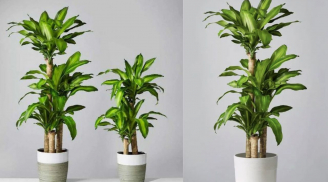 Vị trí tốt nhất để trồng cây thiết mộc lan: Đặt đúng chỗ mới hút tài lộc, gia chủ thêm vượng khí