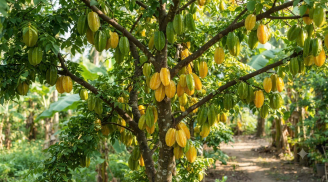 3 loại cây trồng trước nhà Thần Tài tới cây càng xanh người càng phát tài: Đừng dại chặt đi, đó là cây gì