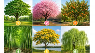 Chọn một cái cây bạn thích nhất để khám phá khả năng lớn nhất của bạn là gì