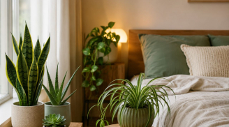 Gợi ý 5 loại cây cảnh được nhiều người lựa chọn đặt trong phòng ngủ nhờ điểm đặc biệt này