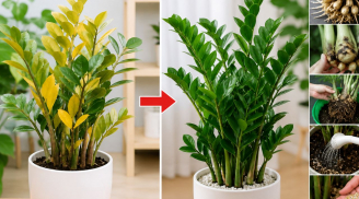 Vì sao cây kim tiền bị vàng lá? 6 nguyên nhân phổ biến, biết sớm cứu cây kịp thời