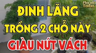 2 vị trí trồng Đinh Lăng hút tài lộc