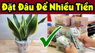 3 vị trí trồng cây Lưỡi Hổ thu hút tài lộc
