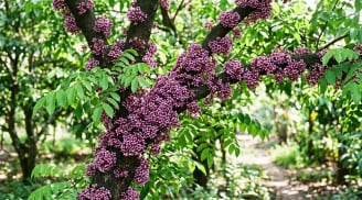 Khế ra nhiều hoa nhưng không đậu quả? Thủ phạm là việc nhiều người vẫn làm mỗi ngày