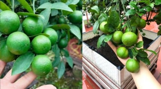 Mẹo trồng chanh trong chậu, bốn mùa sai quả, ăn không hết