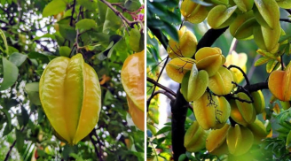 Trống khế chua hay khế ngọt trước nhà thì tốt hơn?