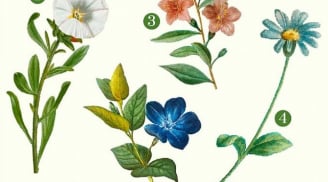 Hãy chọn một bông hoa bạn yêu thích