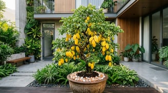 Muốn cây khế sai quả quanh năm, hãy bón thêm thứ thường bị bỏ đi trong bếp