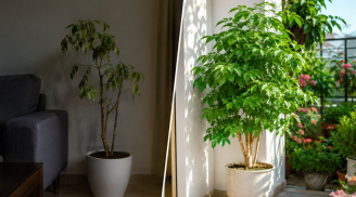 Vì sao không nên trồng cây hạnh phúc trong nhà?